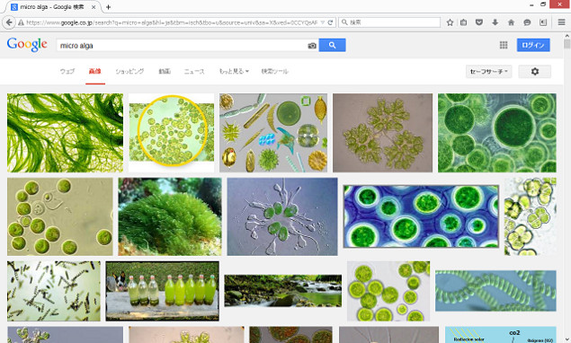 micro alga / google search