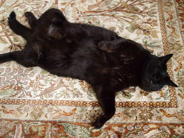 ペルシャ絨毯の上で寝る師匠